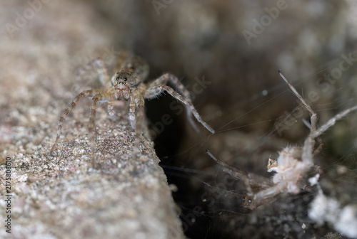 Quadro su tela Detailed natural view of Wadicosa fidelis positioned beside a crevice with rough textures and delicate silk strands surrounding the spider