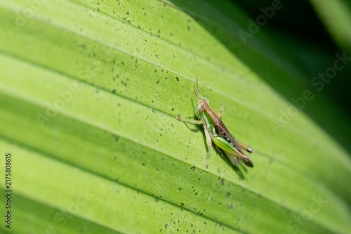 Foto Small grasshopper rests on a broad green leaf, displaying its slender body and long legs against fresh natural vegetation