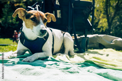 A beautiful Jack Russell dog with white and brown fur pictured on a lawn during an outdoor holiday