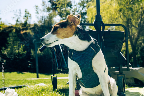 A beautiful Jack Russell dog with white and brown fur pictured on a lawn during an outdoor holiday