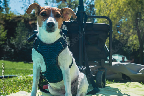 A beautiful Jack Russell dog with white and brown fur pictured on a lawn during an outdoor holiday