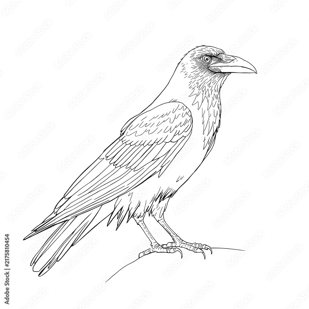 Fototapeta premium vector illustration of a crow