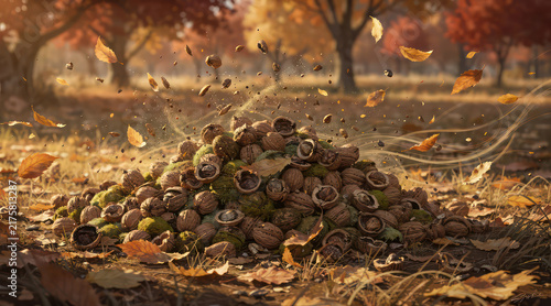 Walnuts and autumn leaves scattering in a golden forest orchard