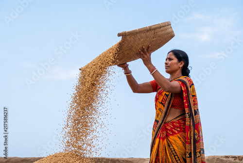 Indian Female Farmer Winnowing Harvested Paddy Rice Grains with Woven Basket Tray