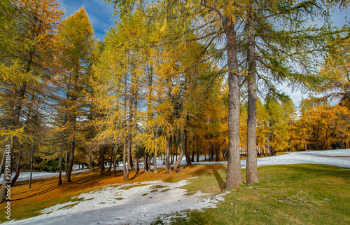 landscape of alpine forest with larches in beautiful golden colors under clou...