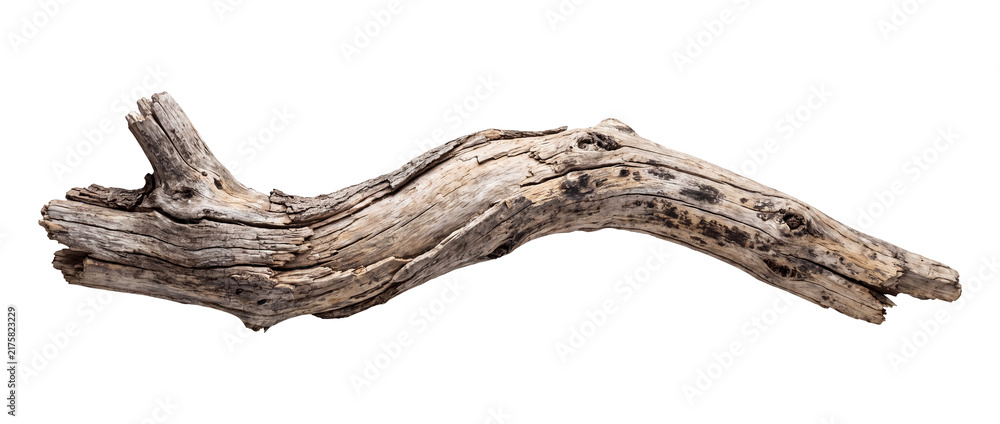 Fototapeta premium Old Weathered Driftwood Branch Isolated on Transparent Background – Dry Twisted Tree Branch, PNG Cutout