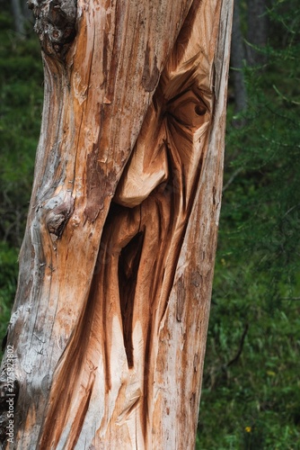 Weathered Tree Trunk Bark Texture Close-Up