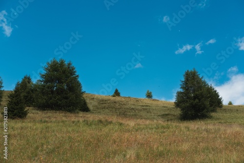 Green Hilltop with Scattered Trees Under Clear Blue Sky