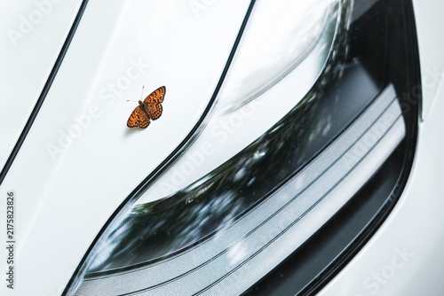 Butterfly Resting on Shiny Car Surface
