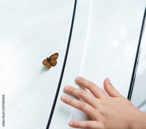 Butterfly Resting on Glass Near Childs Hand