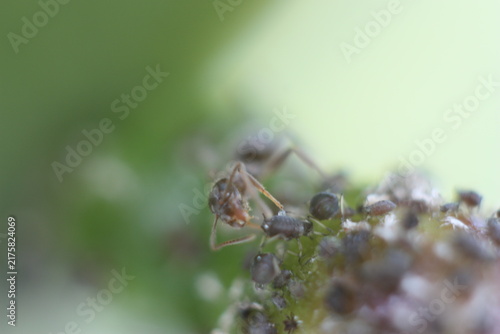 Canvas Print Ant harvesting and feeding on sweet honey-dew liquid secreted from aphids on cac