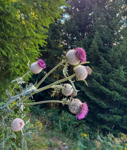 Принти на полотні Spear Thistle Cirsium Vulgare Flower in Nature, Purple Wildflower with Spiny Lea