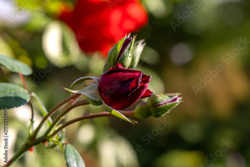 Naklejka Rote Rose