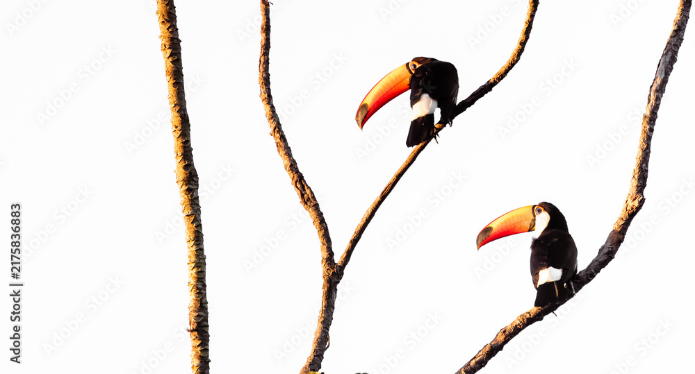 Fototapeta premium toucans in a tree