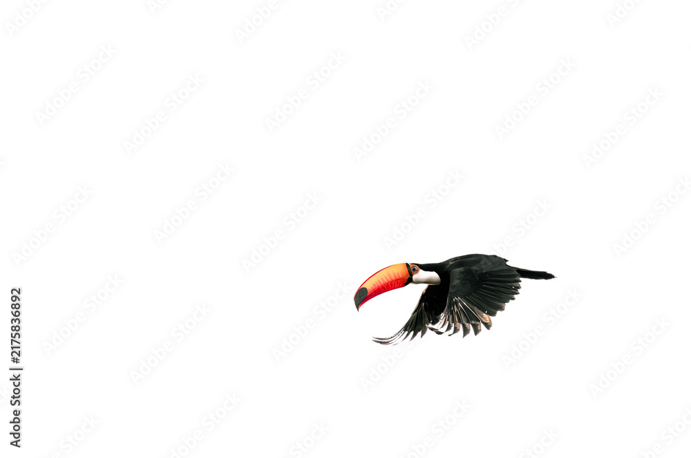 Fototapeta premium toucan in flight