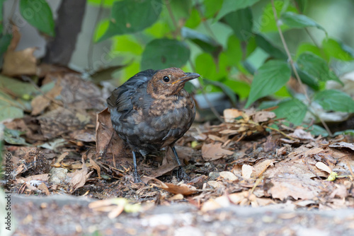 Foto Birds of Germany - Turdus merula - Juvenile Common Blackbird Foraging on Forest