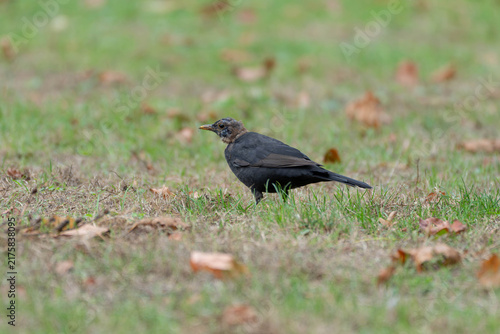 Foto Birds of Germany - Turdus merula - Juvenile Common Blackbird Standing in Meadow