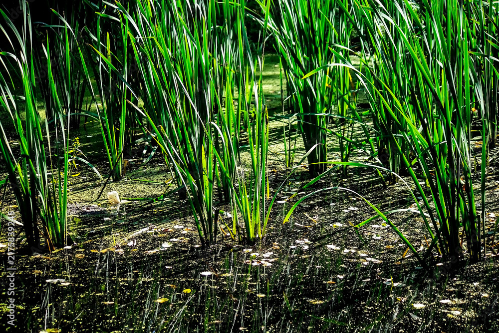Obraz premium green reeds in the swamp