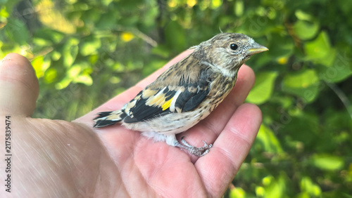 Canvastavla Detailed view of a rescued baby goldfinch sitting safely on a person's palm