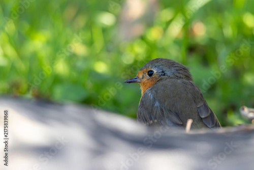 фотографія European robin (Erithacus rubecula) resting on the ground in summer grass, Septe