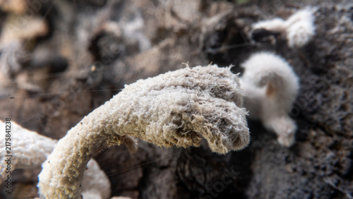 Quadro su tela Extreme Macro of Fuzzy White Fungi on Decaying Wood