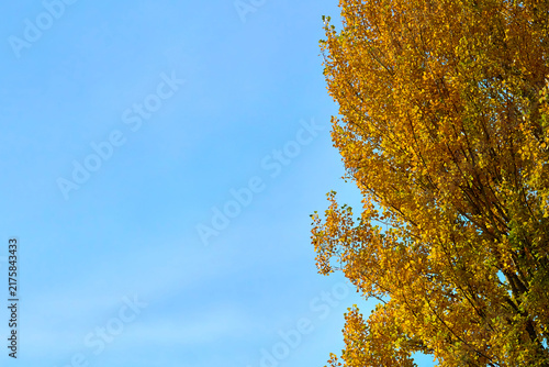 Sunny sky and autumn colored warm branches of poplar