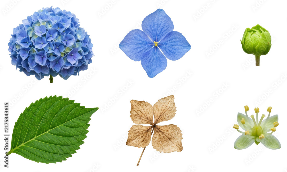 Obraz premium Collection of hydrangea flower parts including blue blossom, green bud, lush inflorescence, serrated leaf, dried petal and tiny stamen