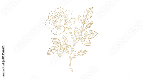 Elegant handdrawn rose branch illustration with leaves and buds, delicate botanical line art drawing in gold ink style, sophisticated floral design element