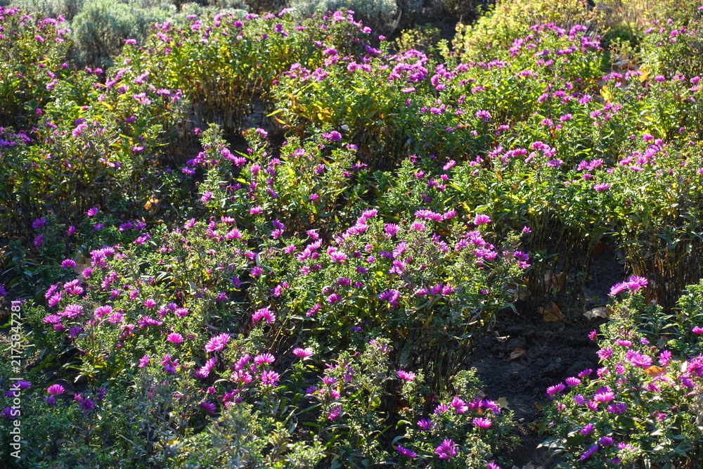 Obraz premium Magenta colored flowers of Michaelmas daisies in October