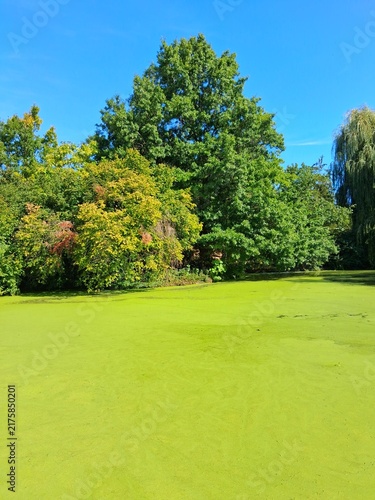 Small lake pond lined with trees covered green algae