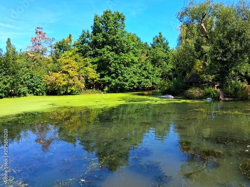 Small lake pond lined with trees covered green algae