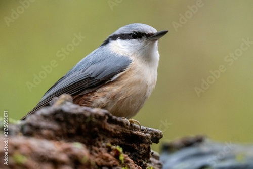 Fotografie Eurasian Nuthatch Clinging to Tree Trunk