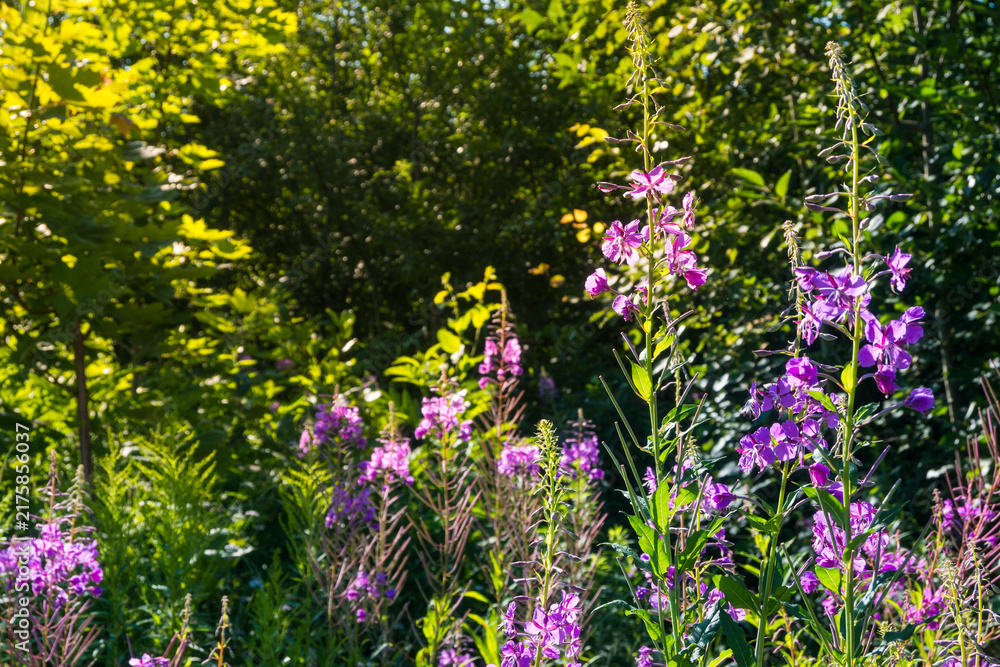 Obraz premium Purple fireweed flowers blooming against a deep green forest backdrop. Tall stalks and bright sunlight create a stunning wildflower meadow scene. Ideal for landscape design.