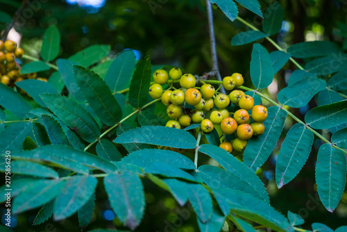Canvas Print A cluster of unripe yellow rowan berries hanging among pinnate green leaves