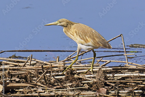 Fotografía Squacco heron searching for prey at the edge of a pond