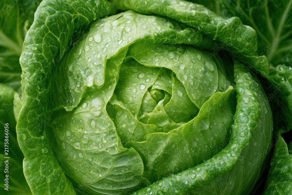 Obraz premium Crisp lettuce leaves covered with fresh water drops, representing healthy organic food