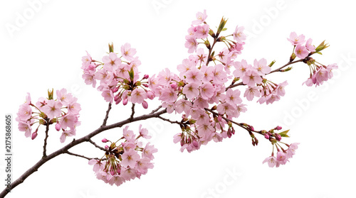 Canvastavla Blooming cherry blossom branch with pink flowers, spring sakura tree twig, flora