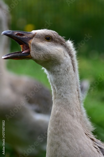 Картината върху платно Close-up portrait of a young domestic goose calling with its beak open, showing detailed feathers, eye and facial features against a soft blurred green background in a rural farm setting