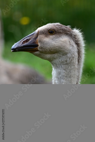 фотографія Close-up portrait of a young domestic goose with soft gray feathers and dark beak against a blurred green natural background, showing detailed plumage and expressive eye on a summer day