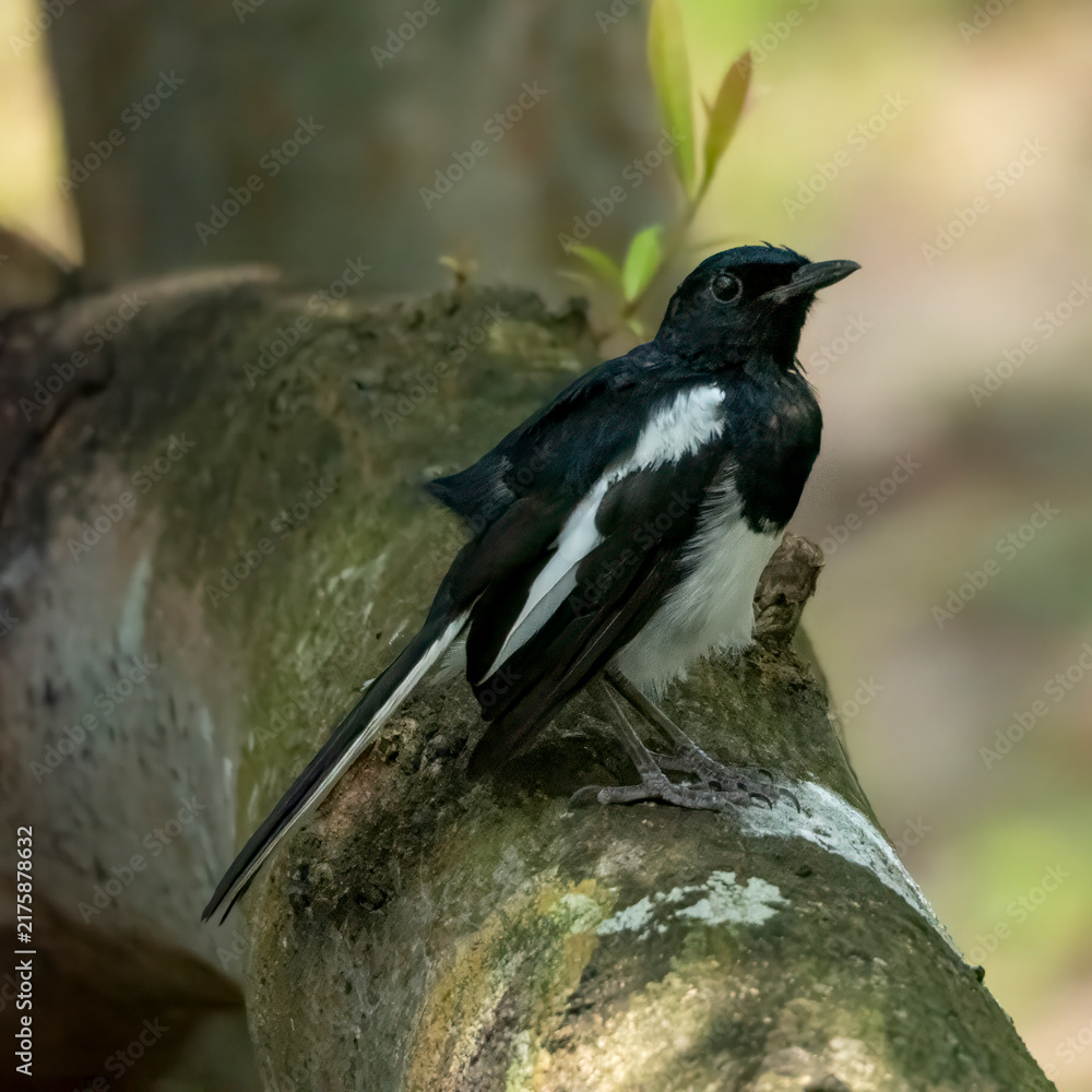 Naklejka premium Magpie on Mossy Branch
