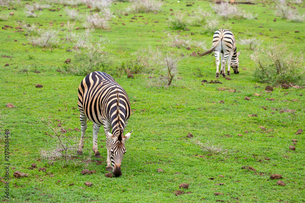 Fototapeta premium Zebras walking in a green meadow and eating grass. African zebras in the savannah. Wild animals in their natural habitat.