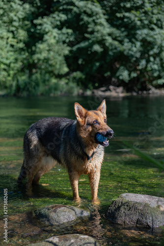 Wet German Shepherd Holding Blue Ball in Shallow River