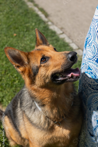 German Shepherd Looking Up at Owner Outdoors