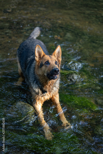 Playful German Shepherd Standing in a Shallow Forest Stream