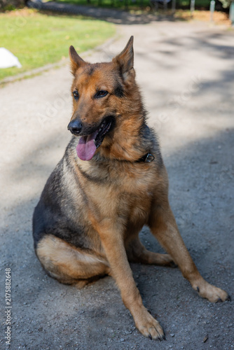 German Shepherd Sitting on Park Path on a Sunny Day