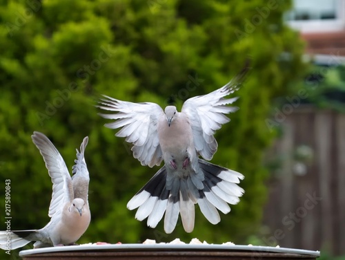 Cuadro en lienzo Collared doves landing and spreading wings over a garden bird feeder