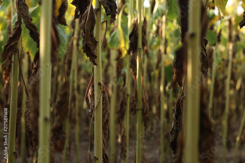 фотографія Withered and drying sunflower leaves on stems under the sun