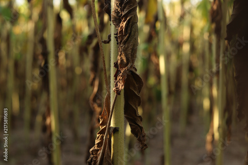 фотографія Withered and drying sunflower leaves on stems under the sun
