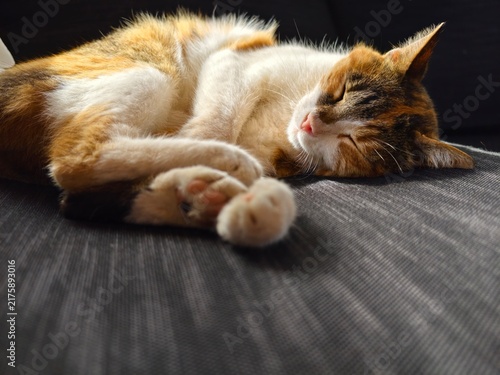 Foto Cute calico cat sleeping peacefully curled up on a dark sofa with curled