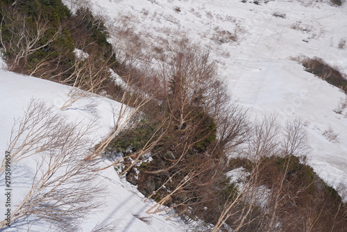Bare trees on snowy mountain slope